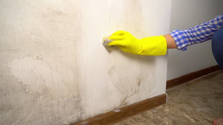 Best Black Mold Removal  in USA